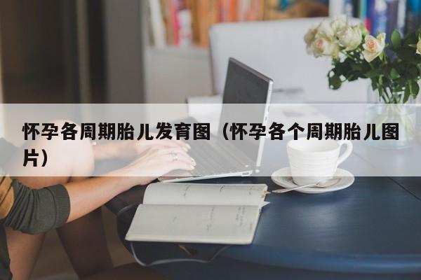 怀孕各周期胎儿发育图（怀孕各个周期胎儿图片）-第1张图片-鲸幼网